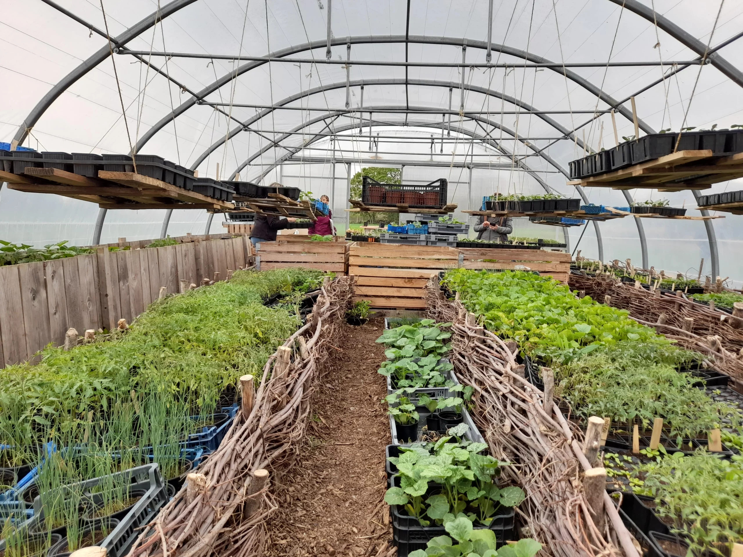 Plants cultivés sous serre par DEFIS dans le cadre de son activité de maraîchage.
