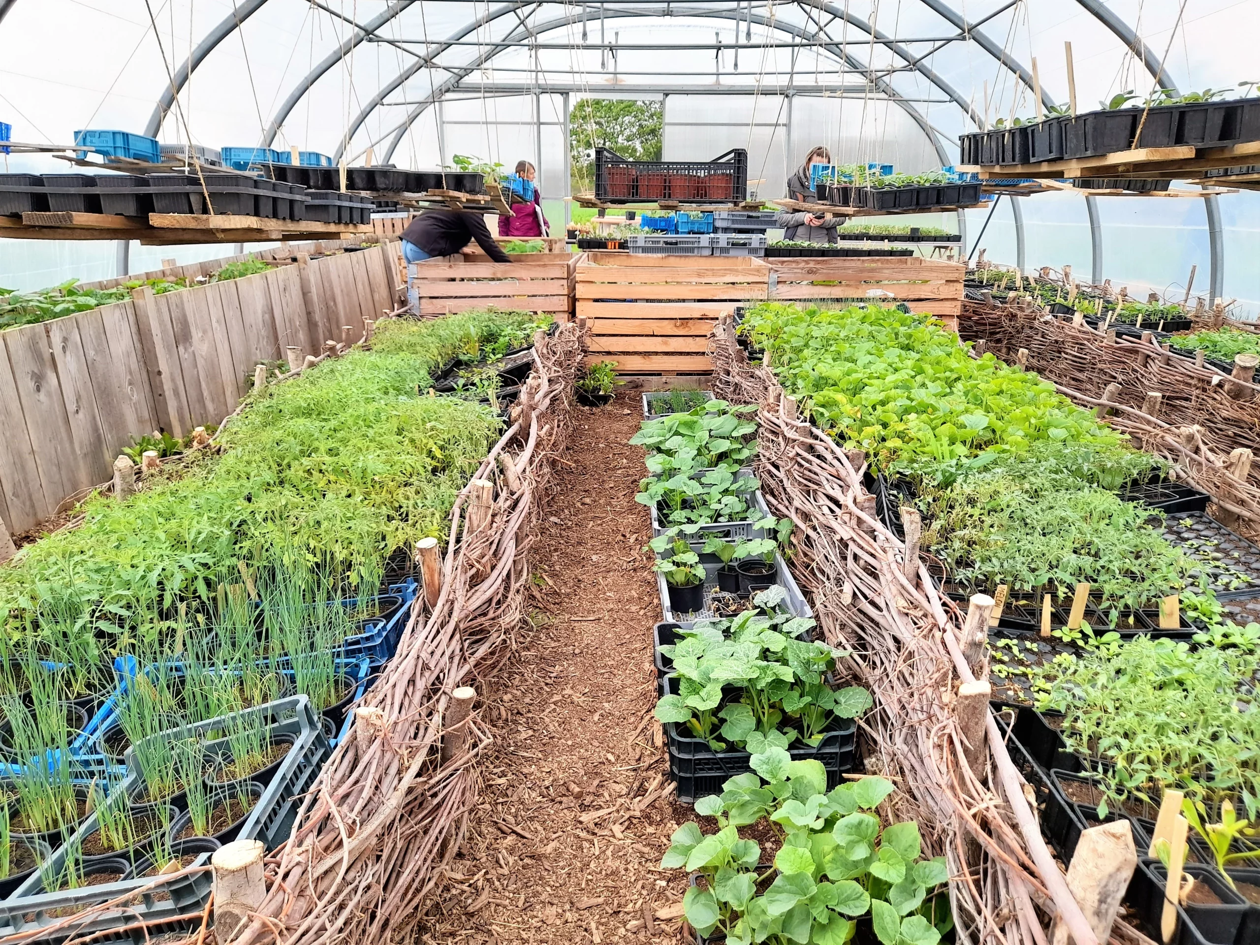 Plants cultivés sous serre par DEFIS dans le cadre de son activité de maraîchage.