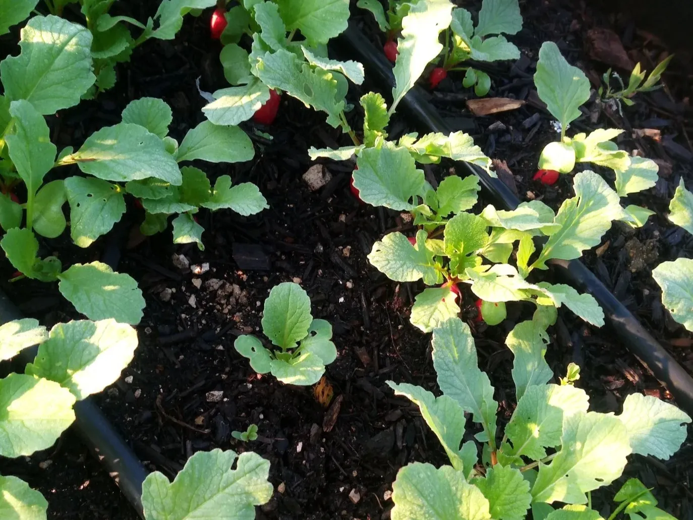 Radis cultivés par DEFIS dans le cadre de son activité de maraîchage.