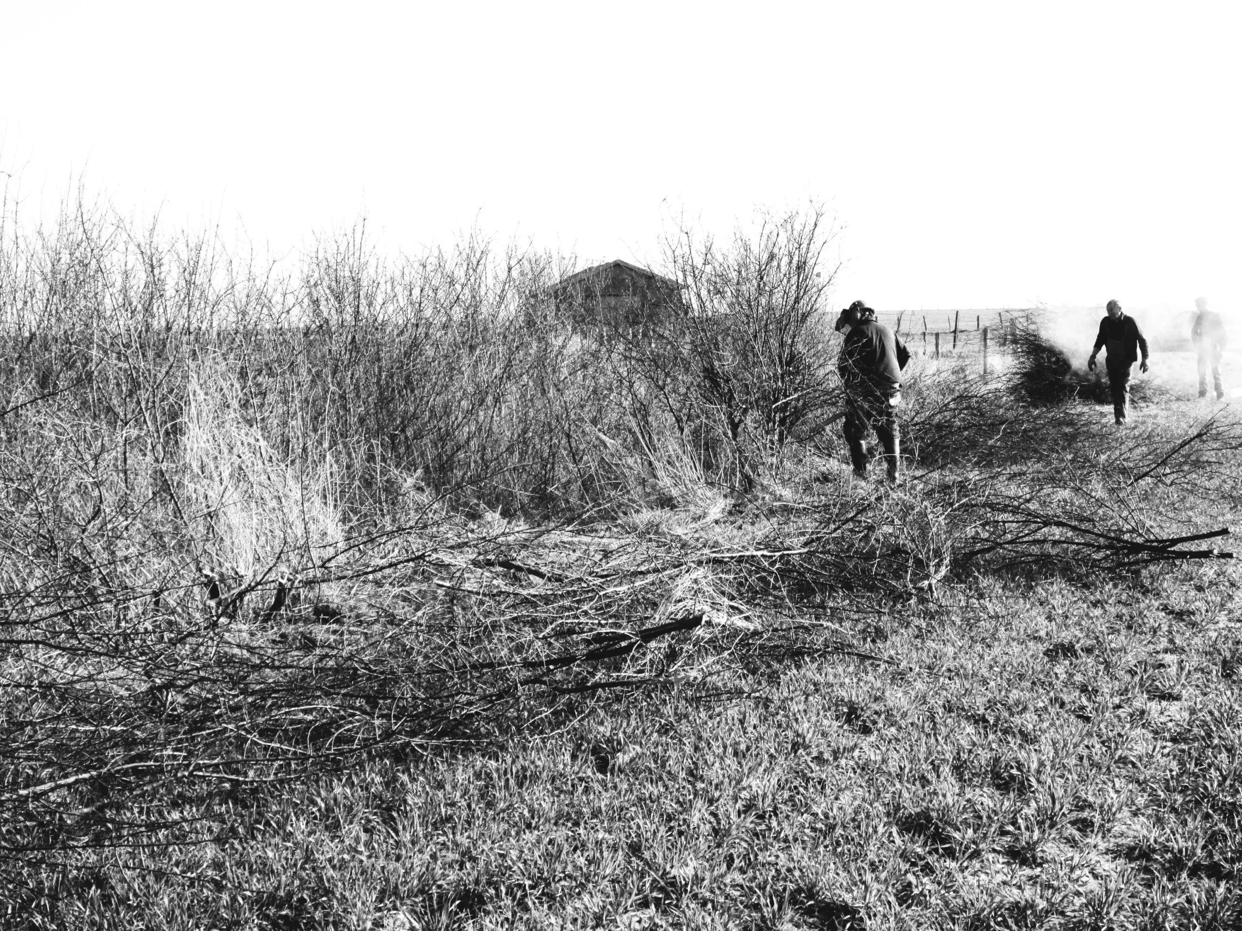 Équipe DEFIS réalisant des travaux de bûcheronnage pour son activité bois et vente de bois.